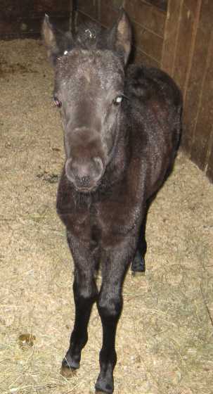 Riddle at eight days old in the barn