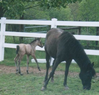 Zangible with 2003 foal, Zoot Suit Riot