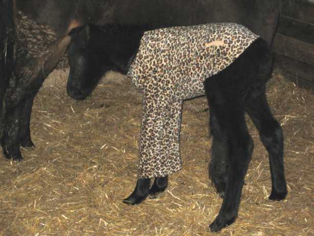 Riddle at one day old wearing her jammies.
