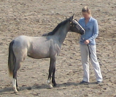 Mandy, July 2004 as a yearling